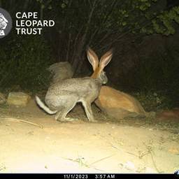 Hare